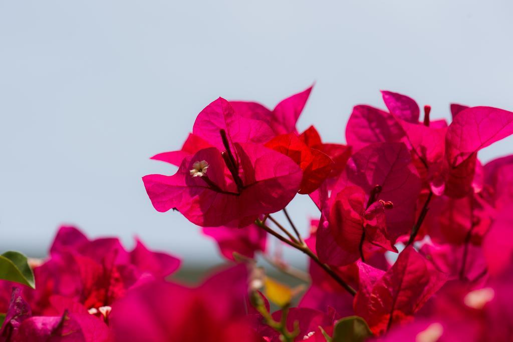 Hotel Bougainvillea San Jose Santo Domingo De Heredia Екстериор снимка