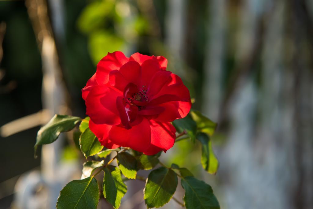 Hotel Bougainvillea San Jose Santo Domingo De Heredia Екстериор снимка